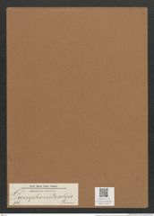 Gomphonitzschia sp. (de-Toni-Nr.: Genus 51) Zeichnungen Sammlung Grunow Mappe 02437 (Herbarium_W_Grunow_drawings_Folder_02437)